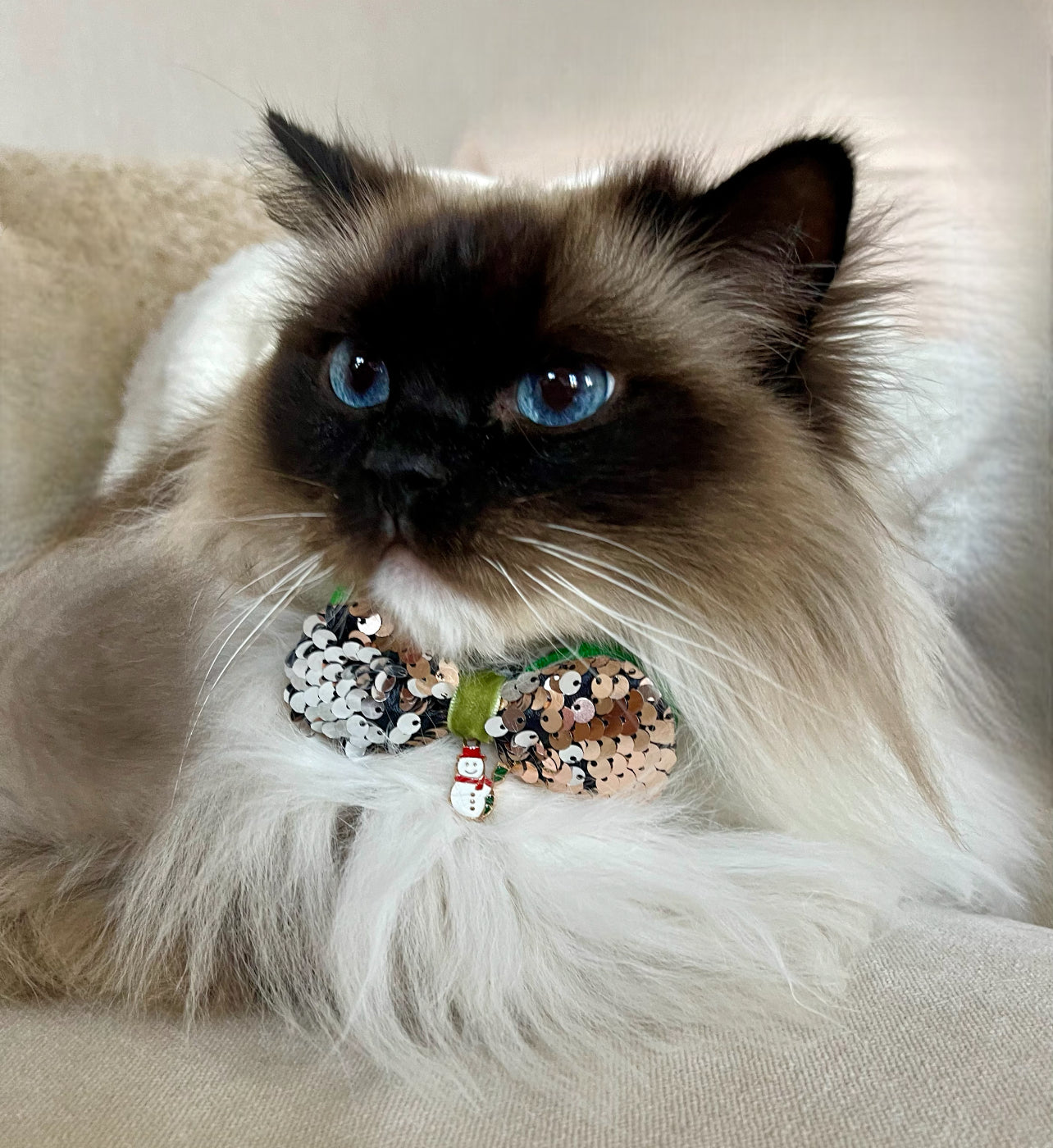 FLUGA eller ROSETT - när katten vill vara extra stilig