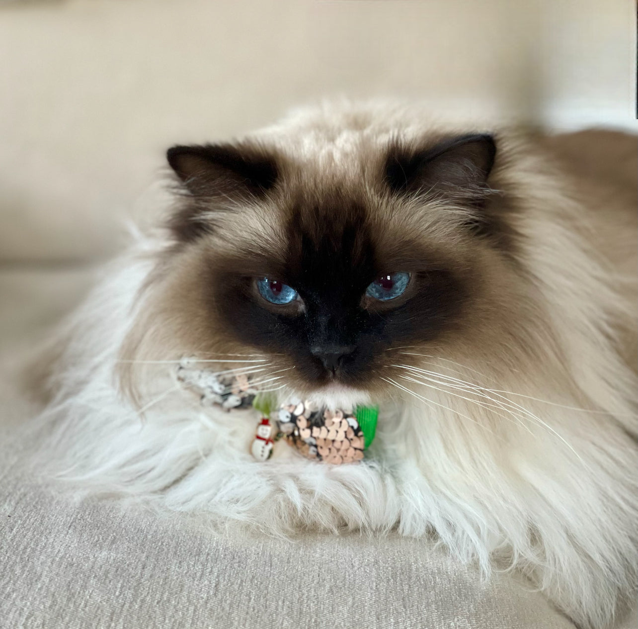 FLUGA eller ROSETT - när katten vill vara extra stilig