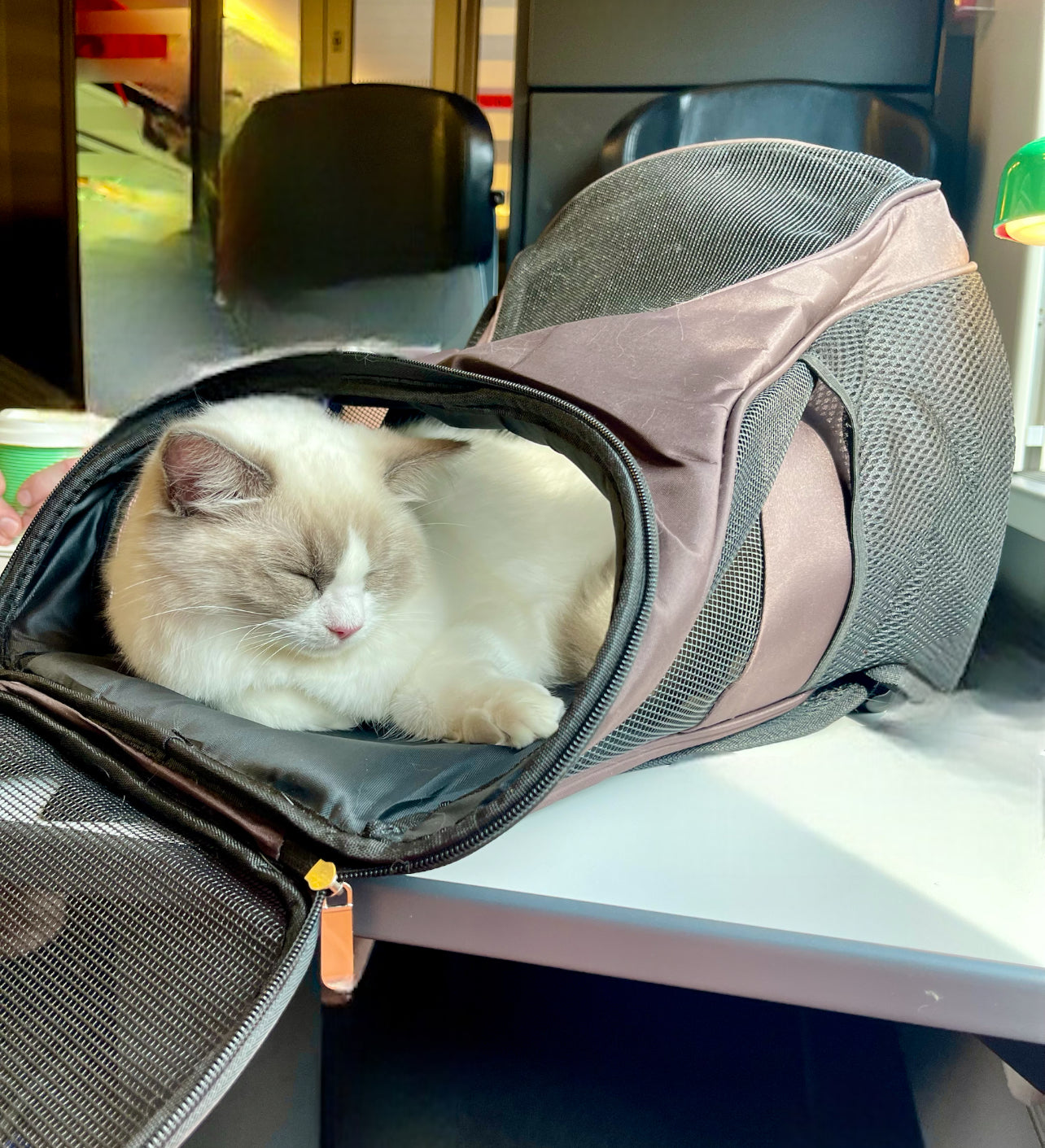 RYGGSÄCK - ett praktiskt sätt att transportera din pälskling