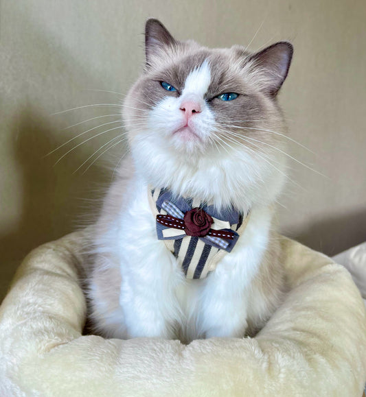 KATTSELE med koppel - din katt blir kvarterets coolaste