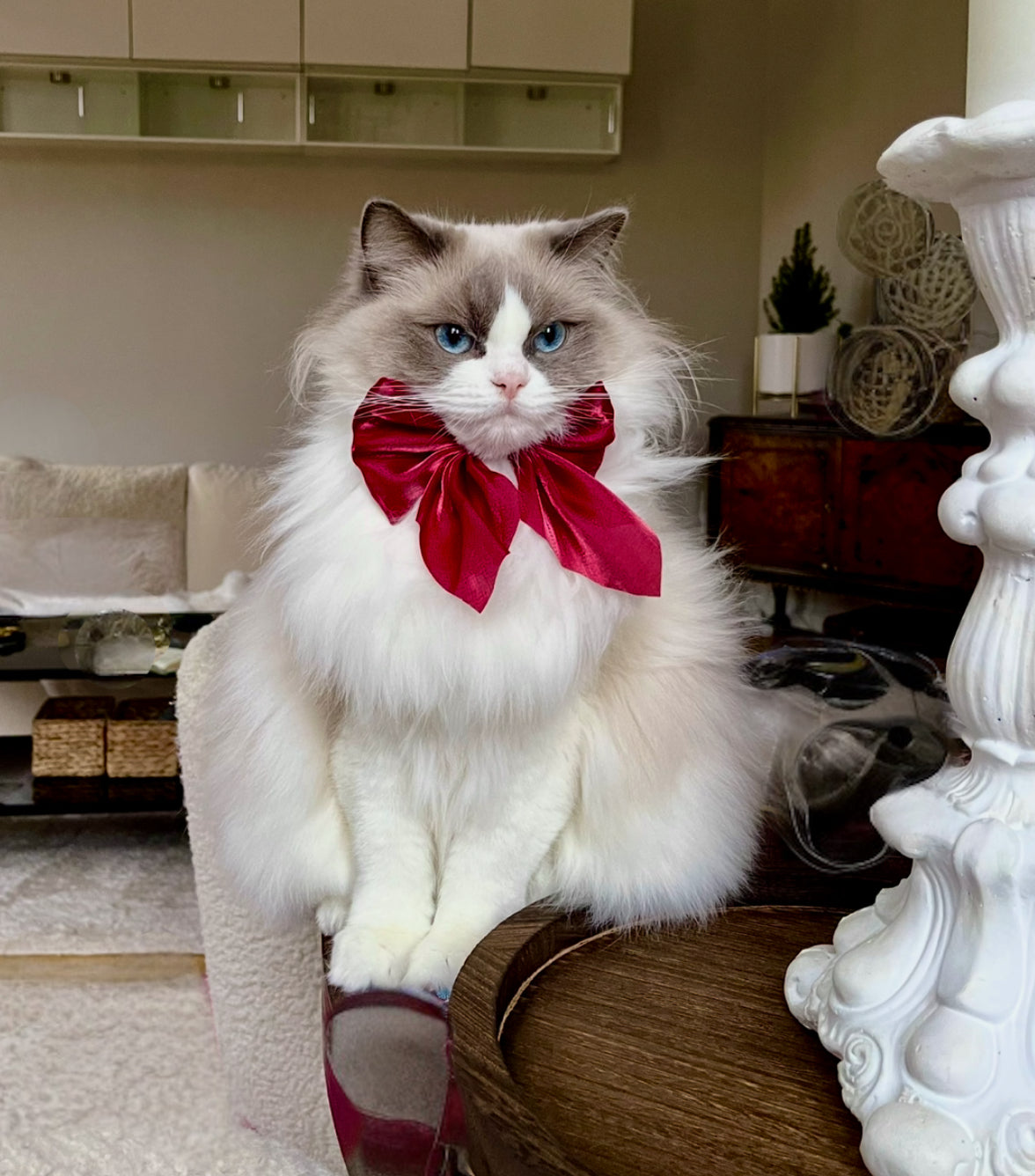 FLUGA eller ROSETT - när katten vill vara extra stilig