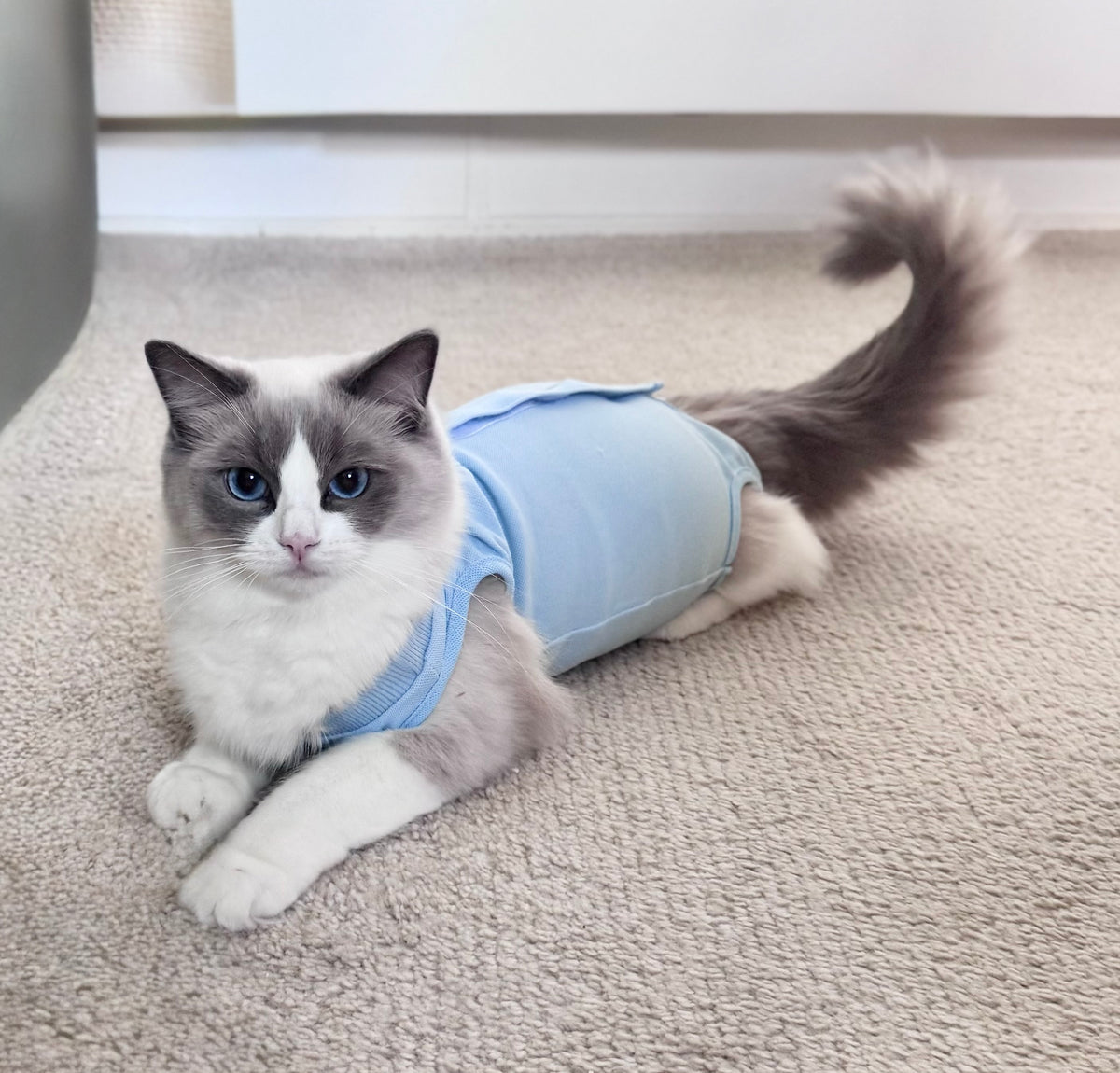 KATTBODY Fashionista - Skyddar katten från att klia & slicka sig