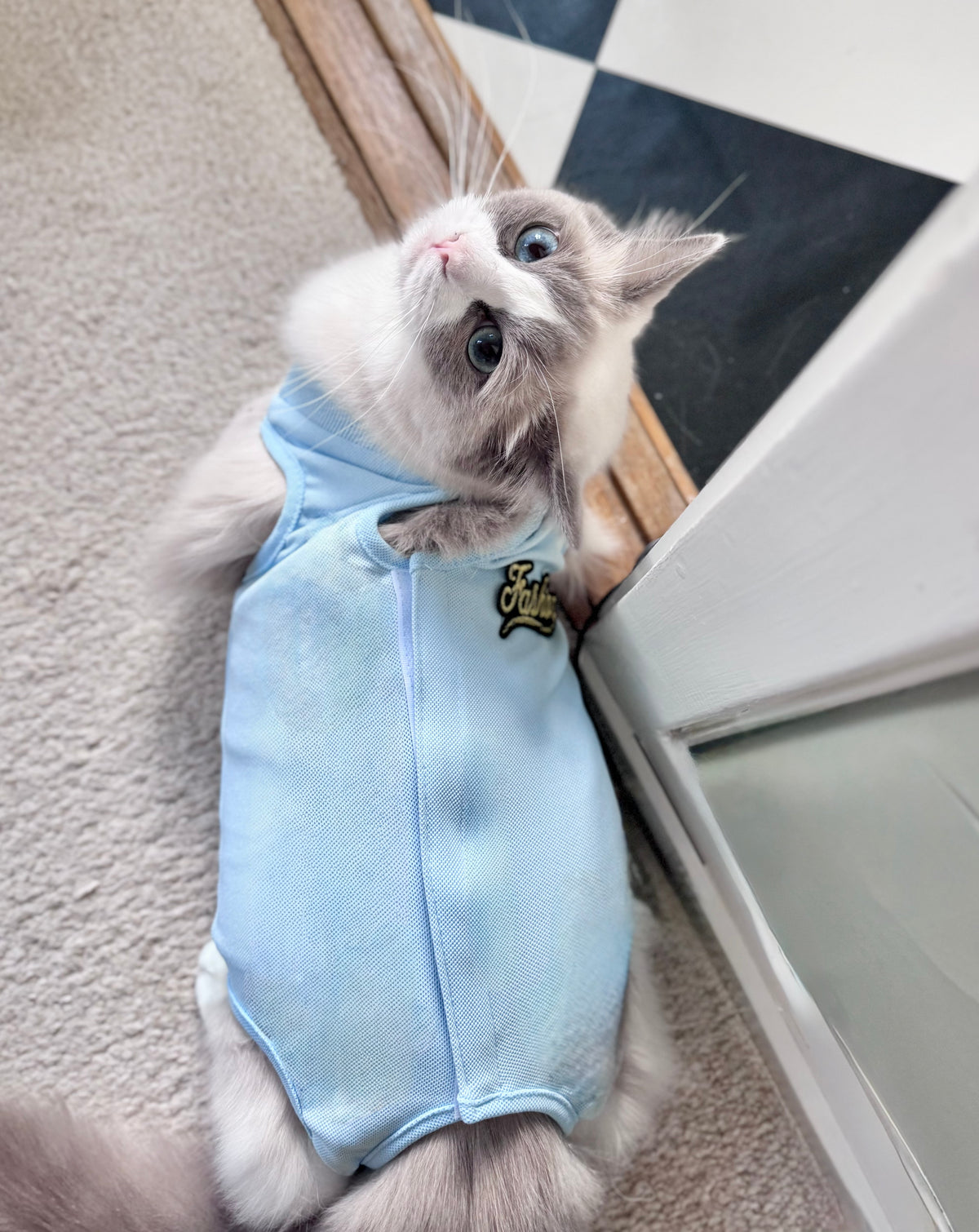 KATTBODY Fashionista - Skyddar katten från att klia & slicka sig