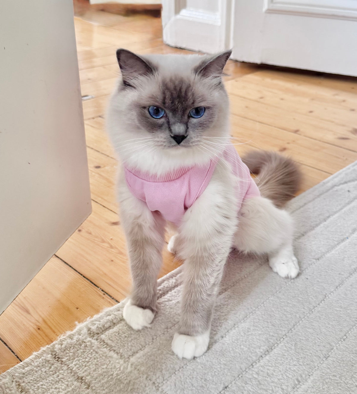 KATTBODY Fashionista - Skyddar katten från att klia & slicka sig