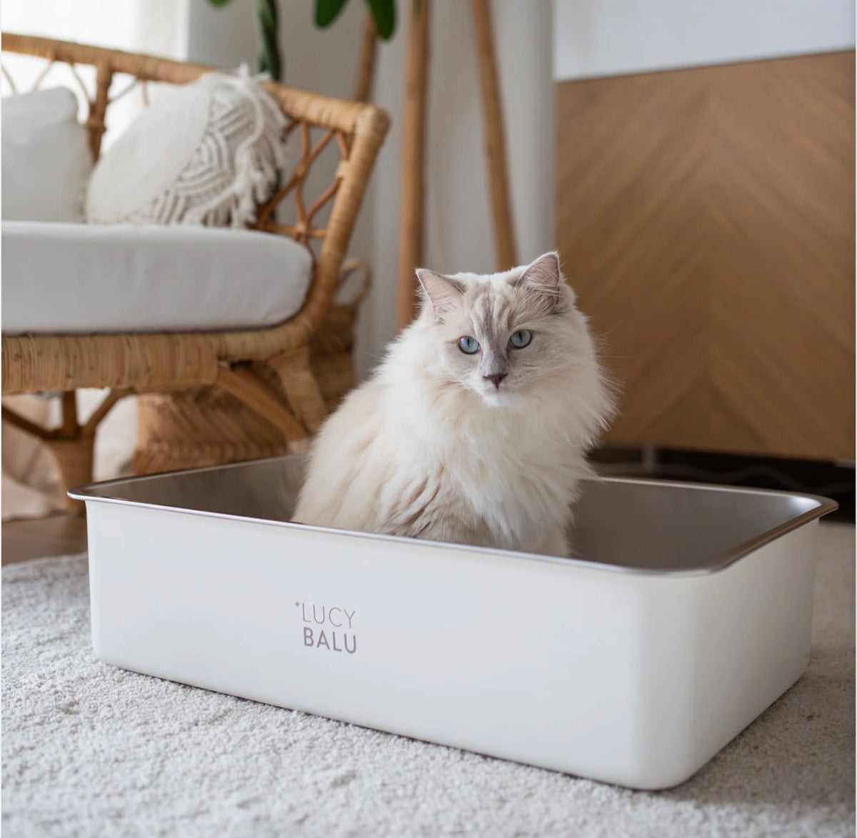 LucyBalu Steloo KATTLÅDA - Rostfritt stål, en låda för livet!