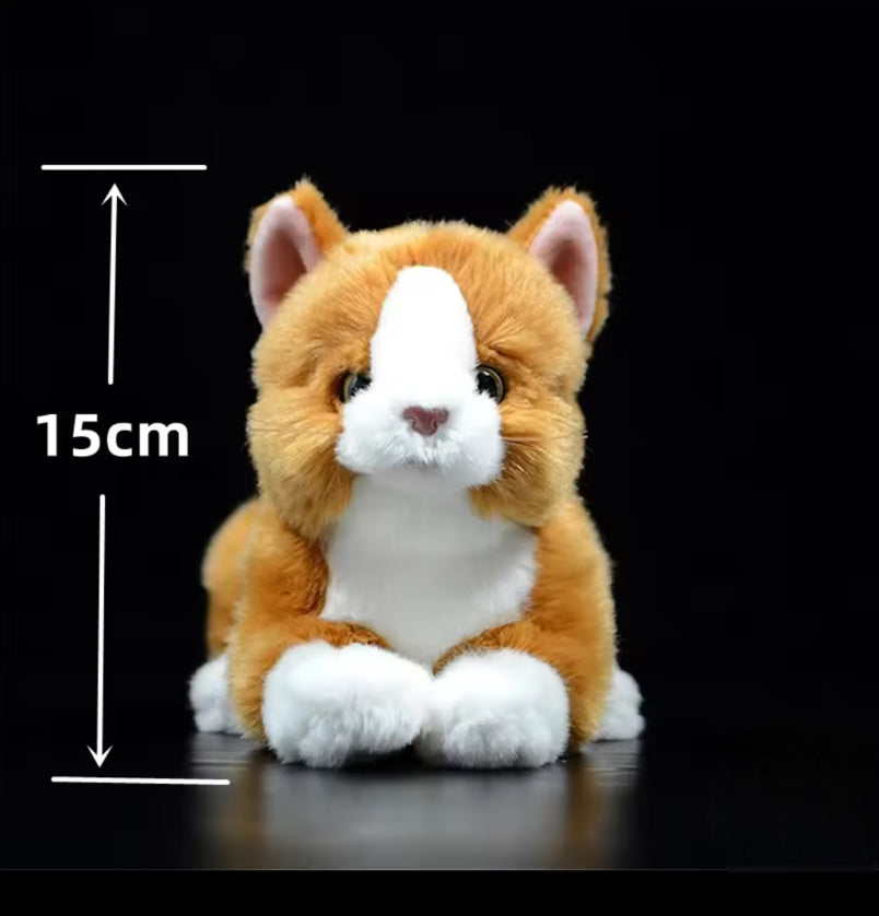 MJUKISKATT - ljuvligt mjuk och bedårande söt