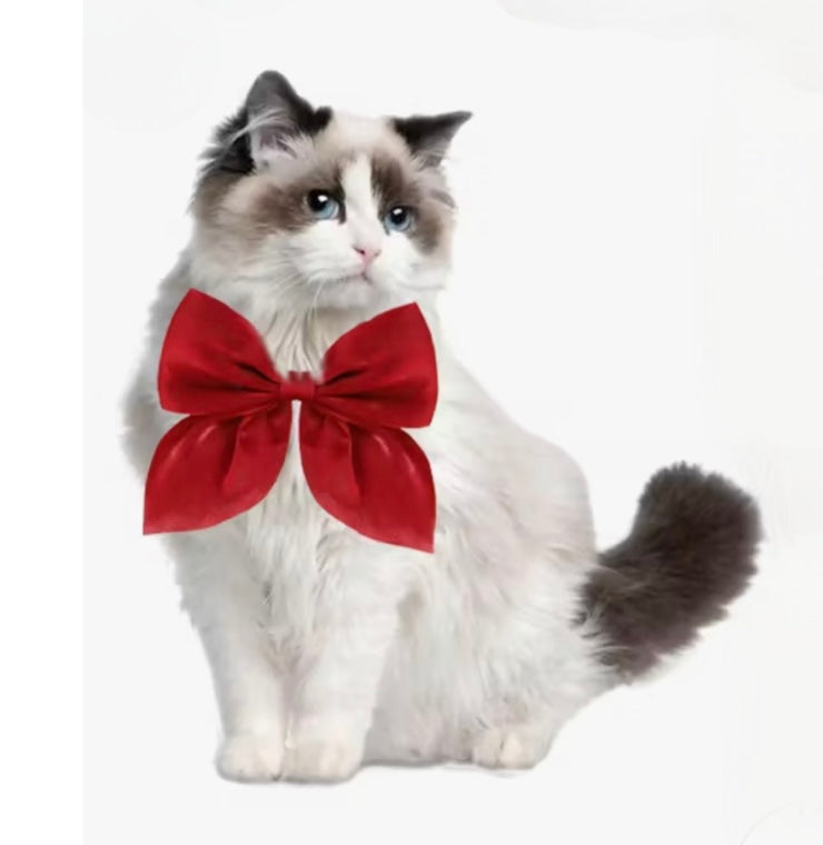 FLUGA eller ROSETT - när katten vill vara extra stilig