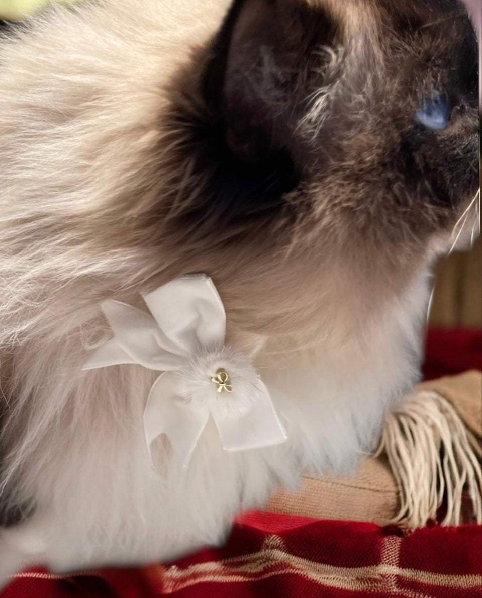 FLUGA eller ROSETT - när katten vill vara extra stilig