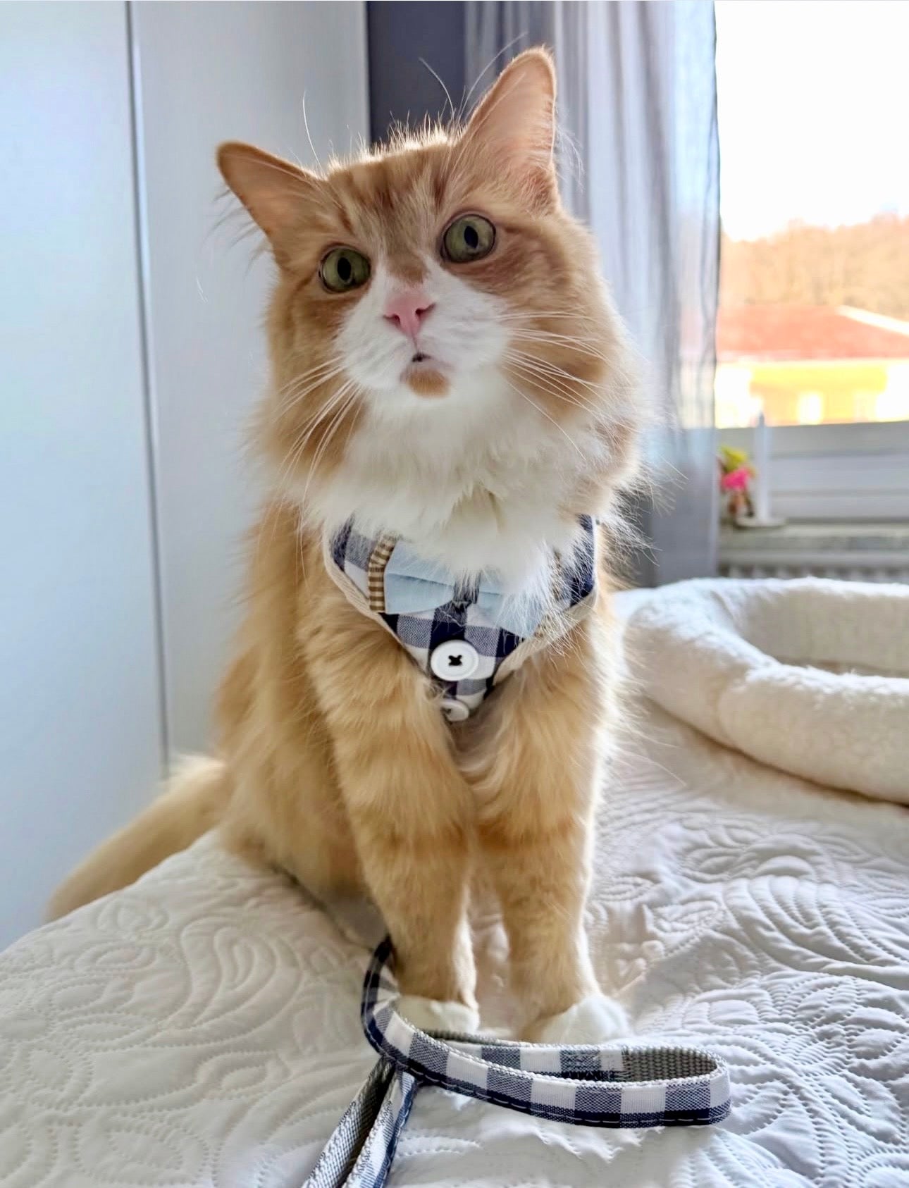 KATTSELE med koppel - din katt blir kvarterets coolaste