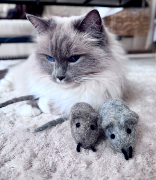 KATTMUS -  i naturull som väcker jaktinstinkten