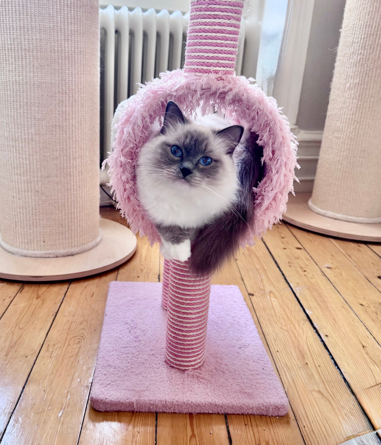KLÖSTRÄD - Lekfull favorit till din katt