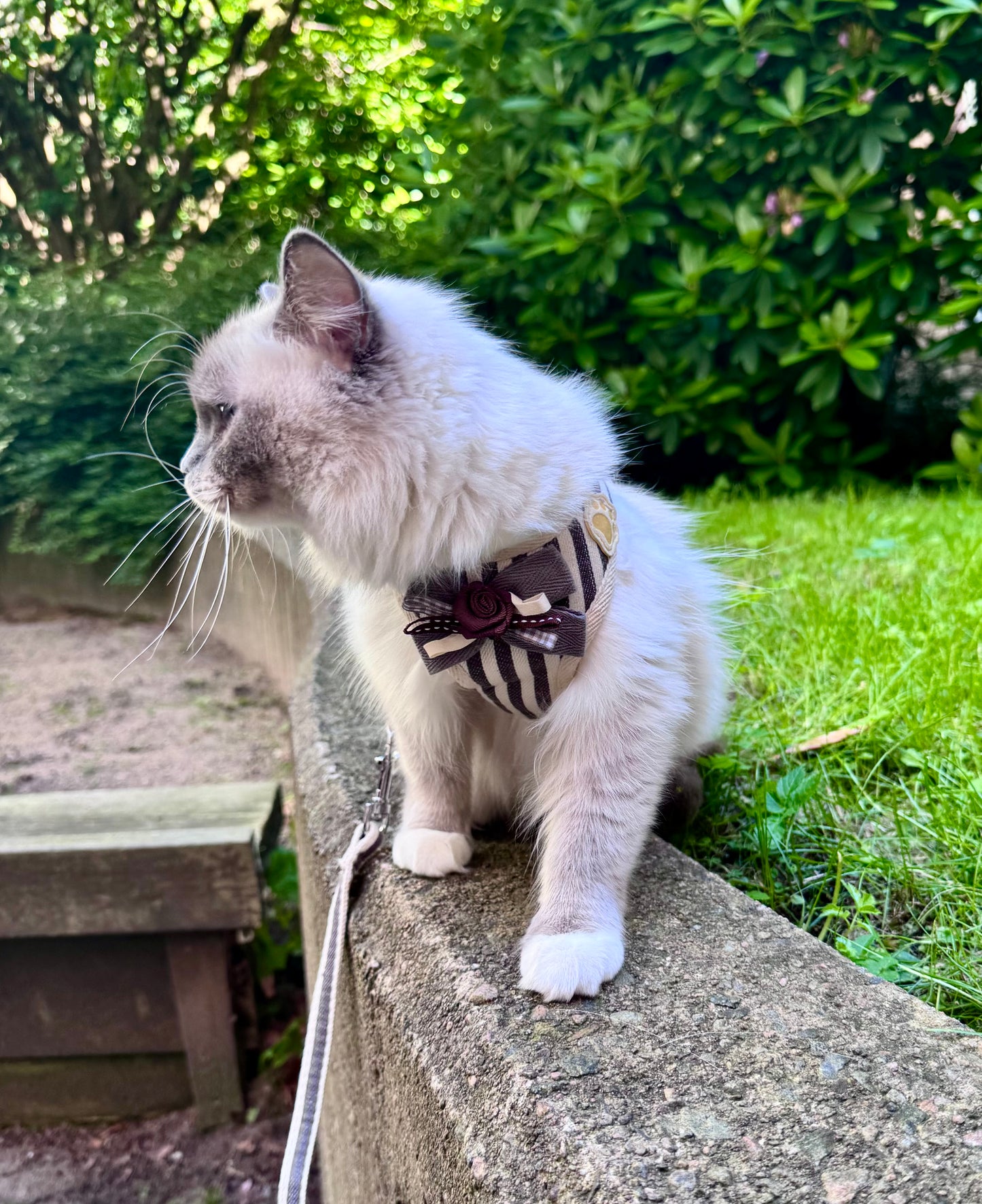 KATTSELE med koppel - din katt blir kvarterets coolaste
