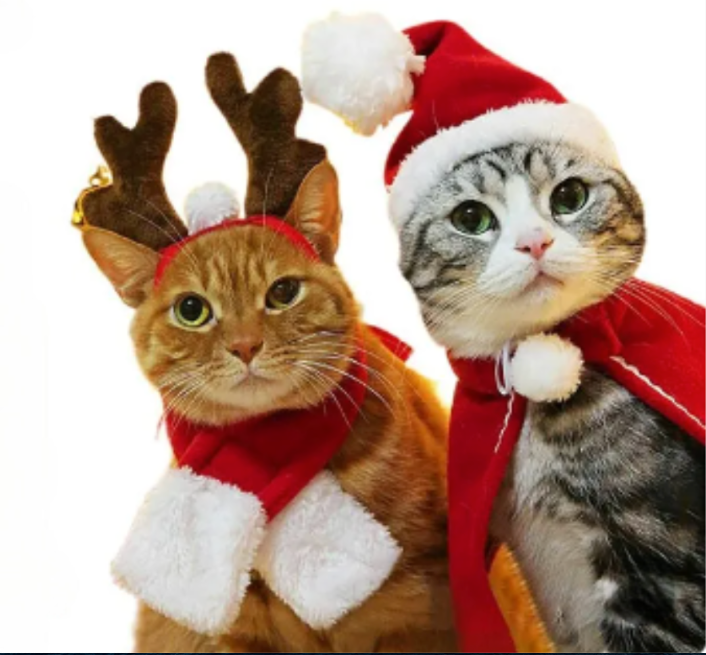 JULACCESSOARER - Gör din pälskling lite extra fin!