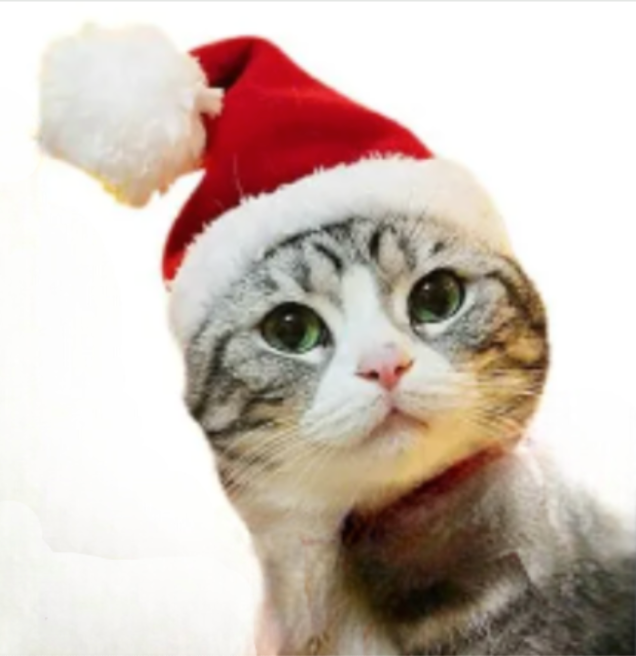 JULACCESSOARER - Gör din pälskling lite extra fin!