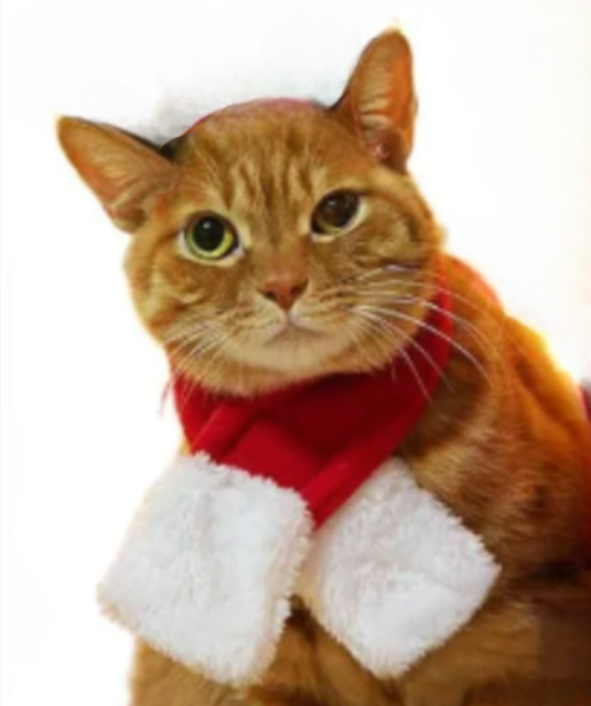 JULACCESSOARER - Gör din pälskling lite extra fin!